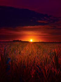 A sun sets upon a field of corn.